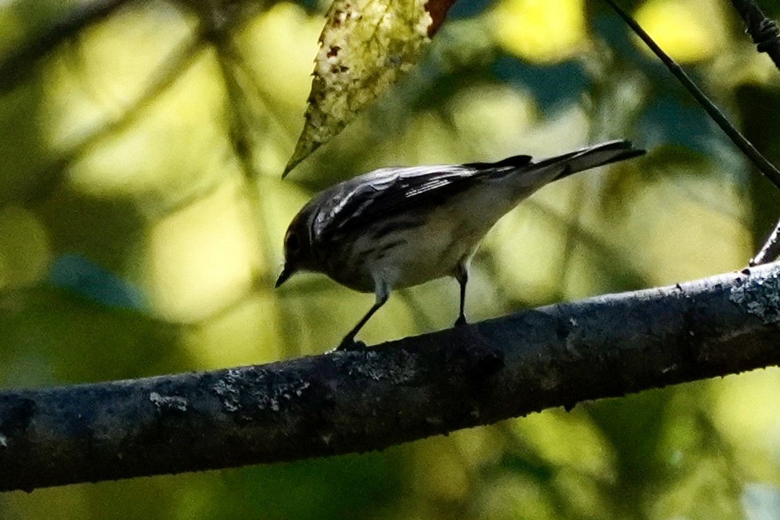 Yellow-rumped Warbler (Myrtle) - ML643561061