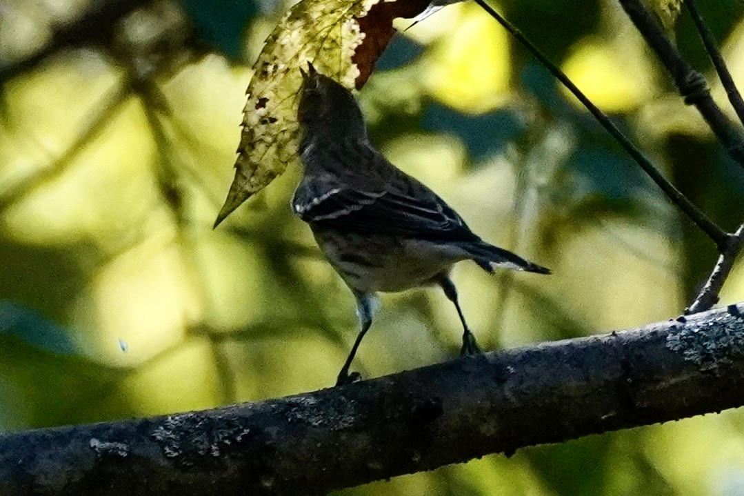 Yellow-rumped Warbler (Myrtle) - ML643561062