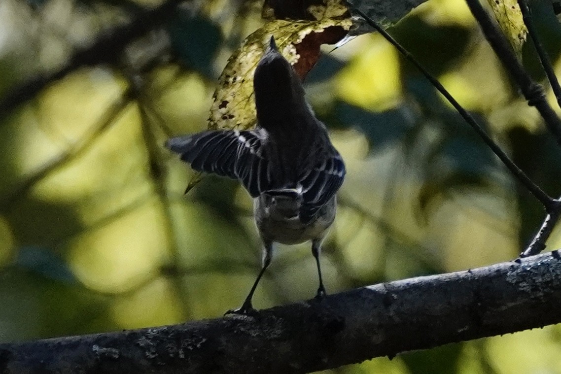 Yellow-rumped Warbler (Myrtle) - ML643561063