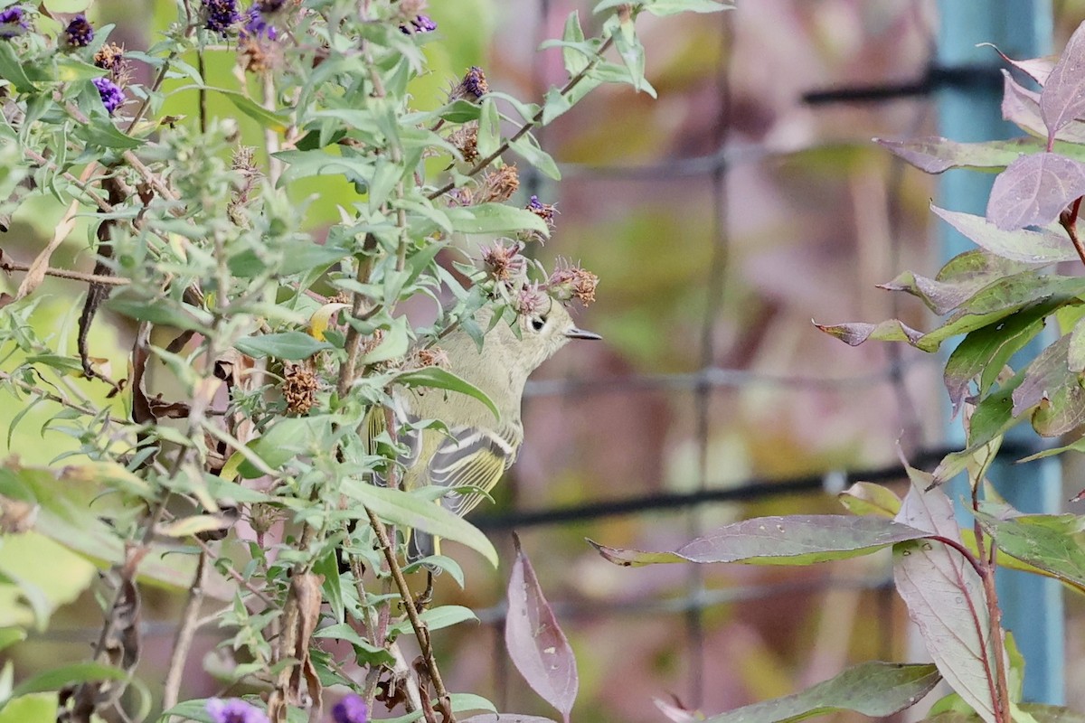 Ruby-crowned Kinglet - ML643561069