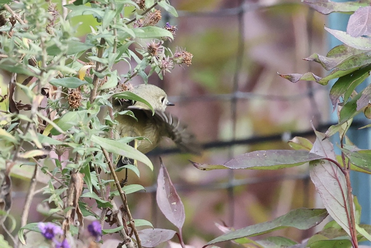 Ruby-crowned Kinglet - ML643561076
