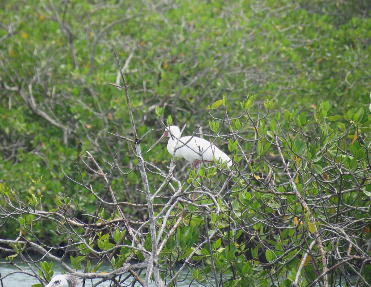 African Spoonbill - ML643561091