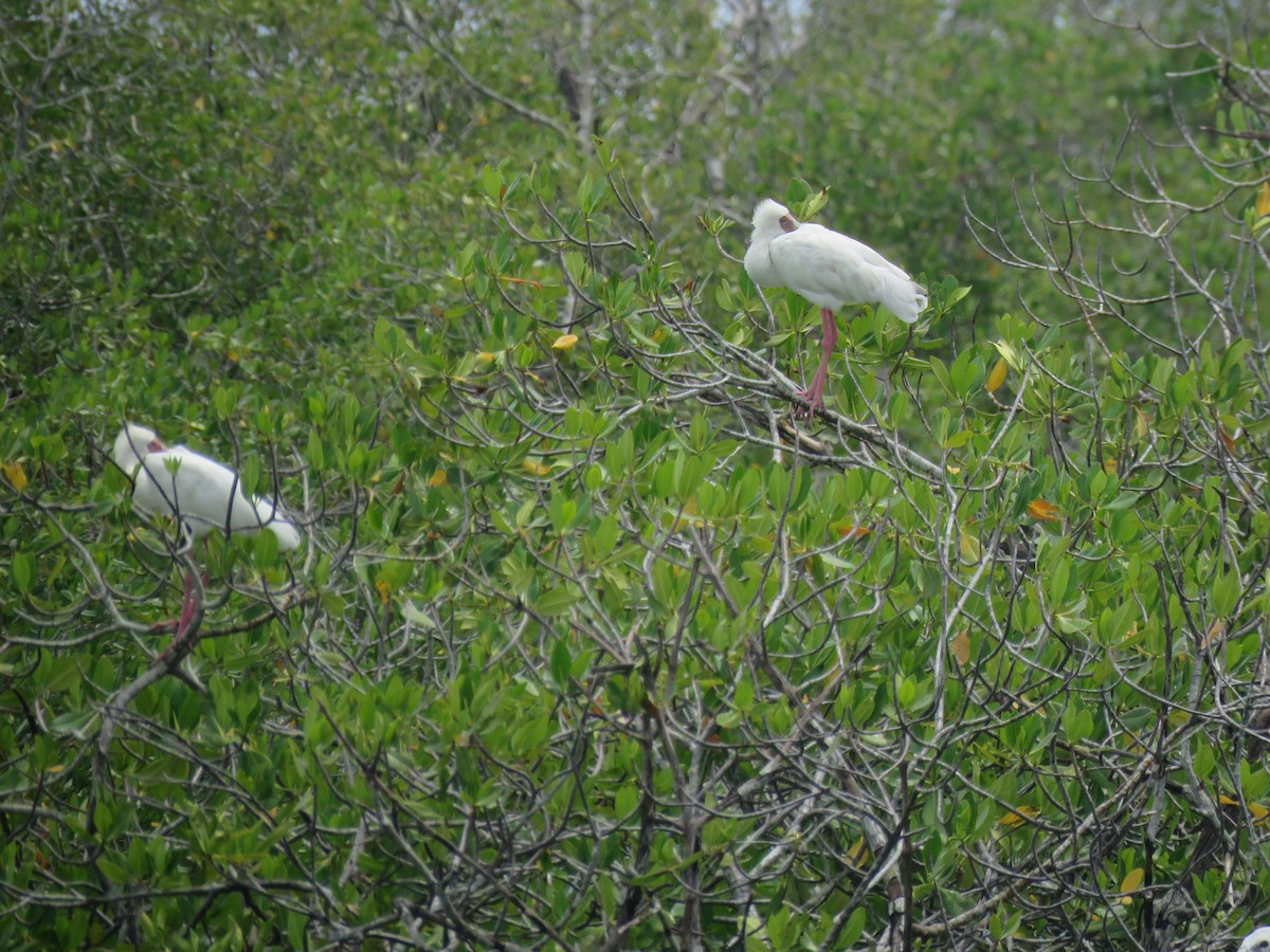 African Spoonbill - ML643561096