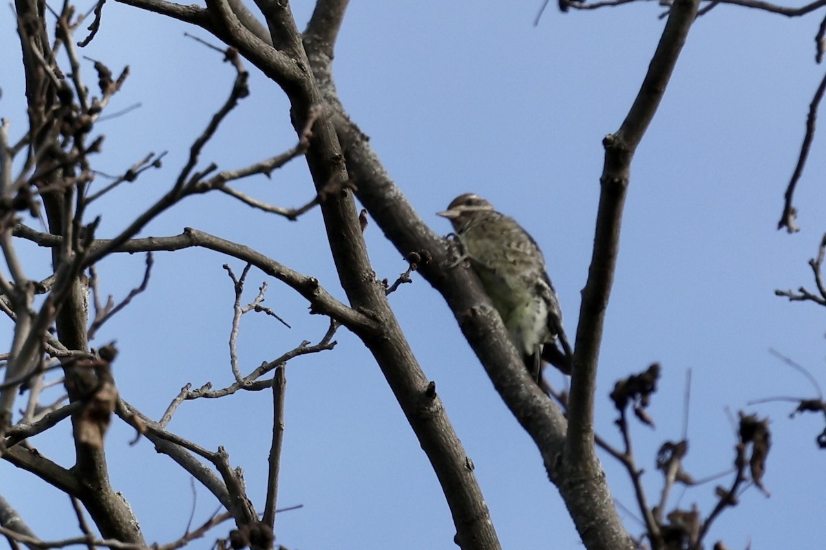Yellow-bellied Sapsucker - ML643561098