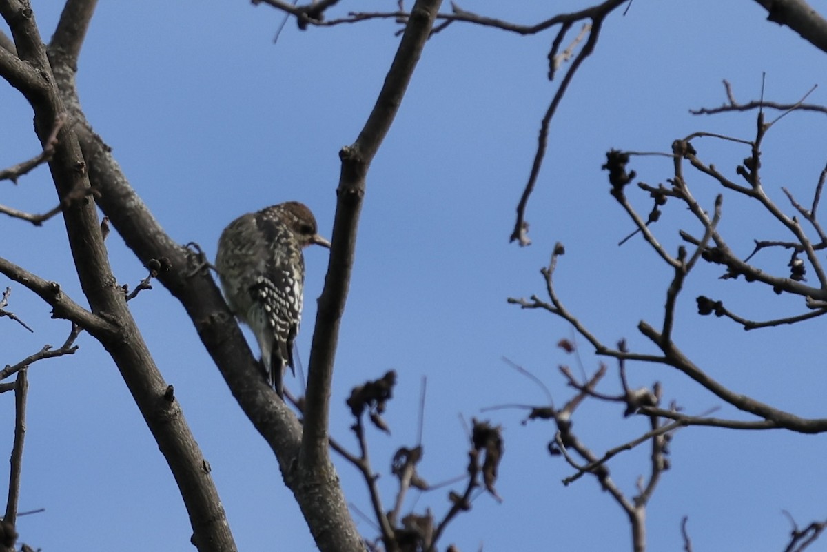 Yellow-bellied Sapsucker - ML643561102