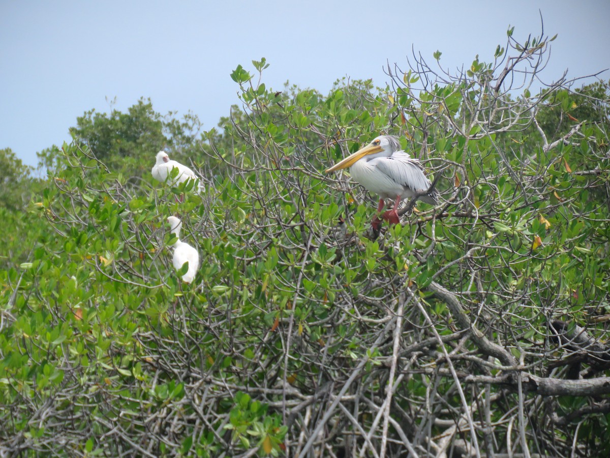 Pink-backed Pelican - ML643561118