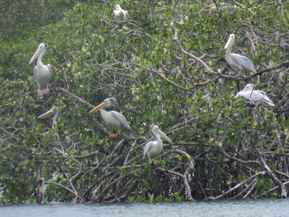 Pink-backed Pelican - ML643561121