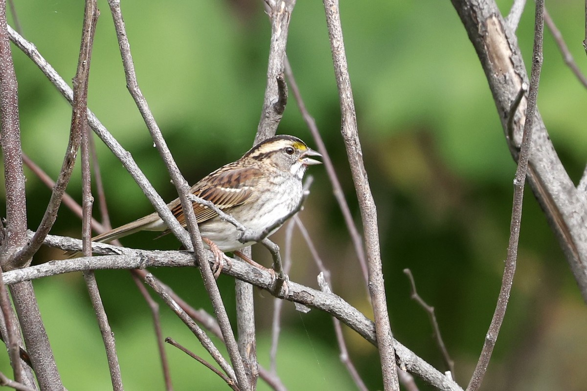 White-throated Sparrow - ML643561122