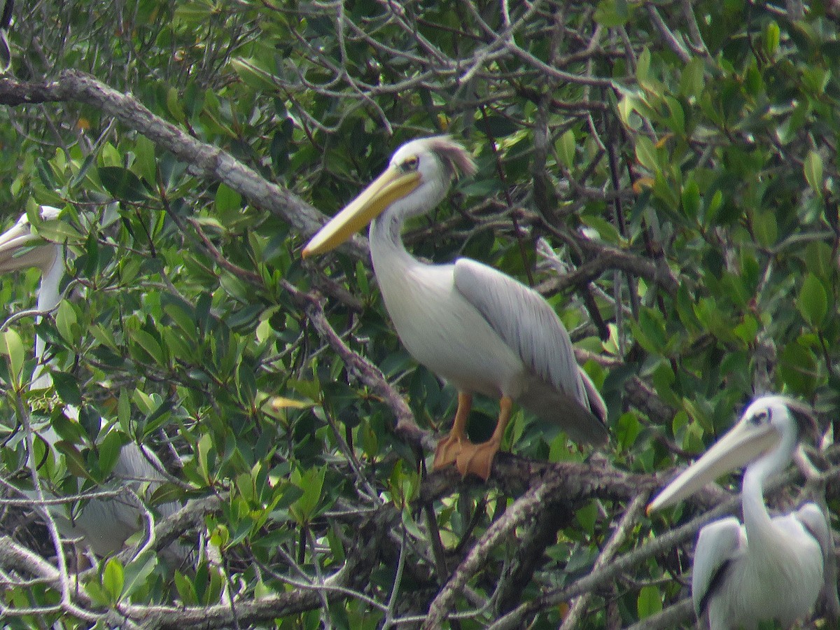 Pink-backed Pelican - ML643561129