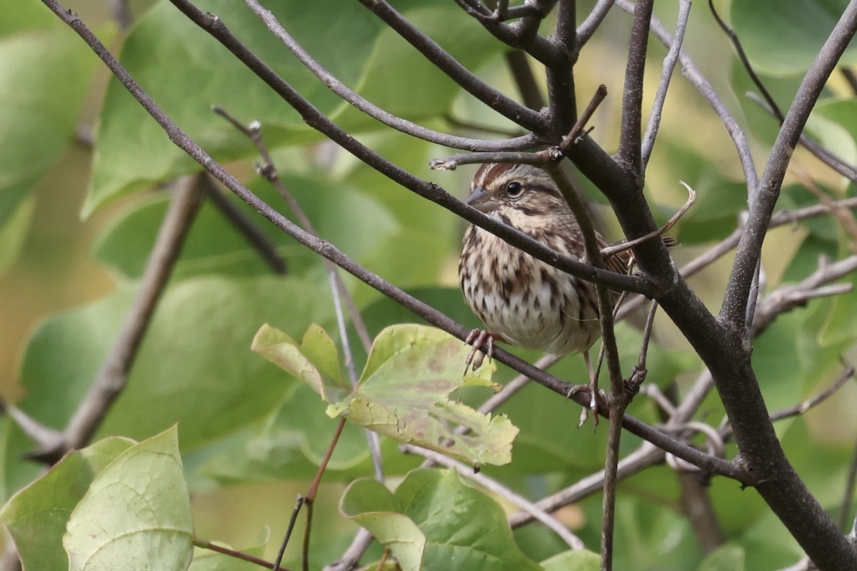 Song Sparrow - ML643561136