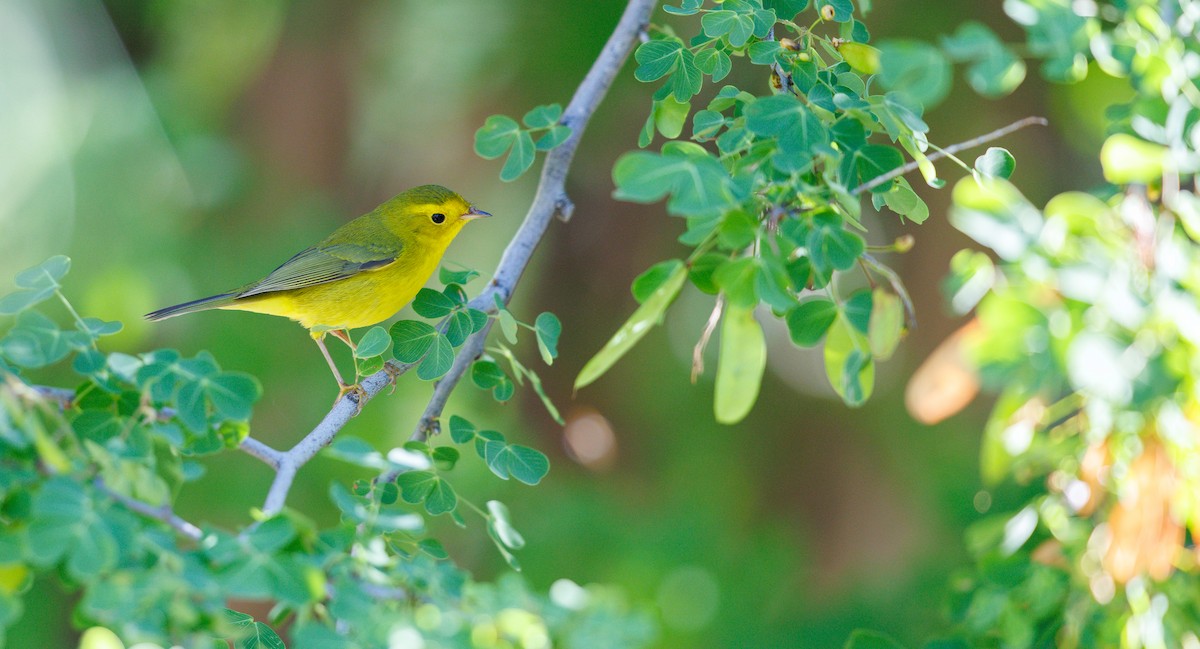 Wilson's Warbler - ML643561170