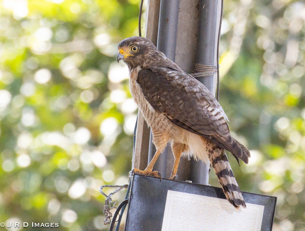 Roadside Hawk - ML643561185