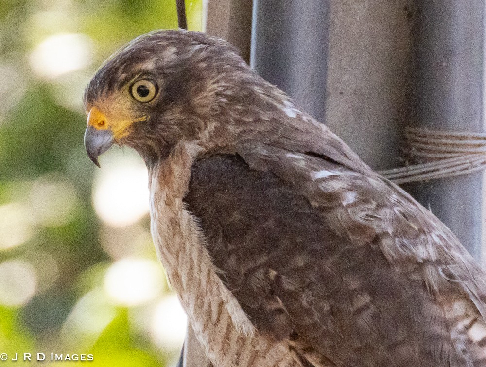 Roadside Hawk - ML643561186