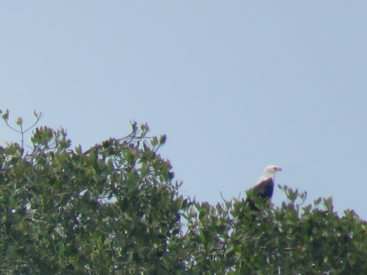 African Fish-Eagle - ML643561192