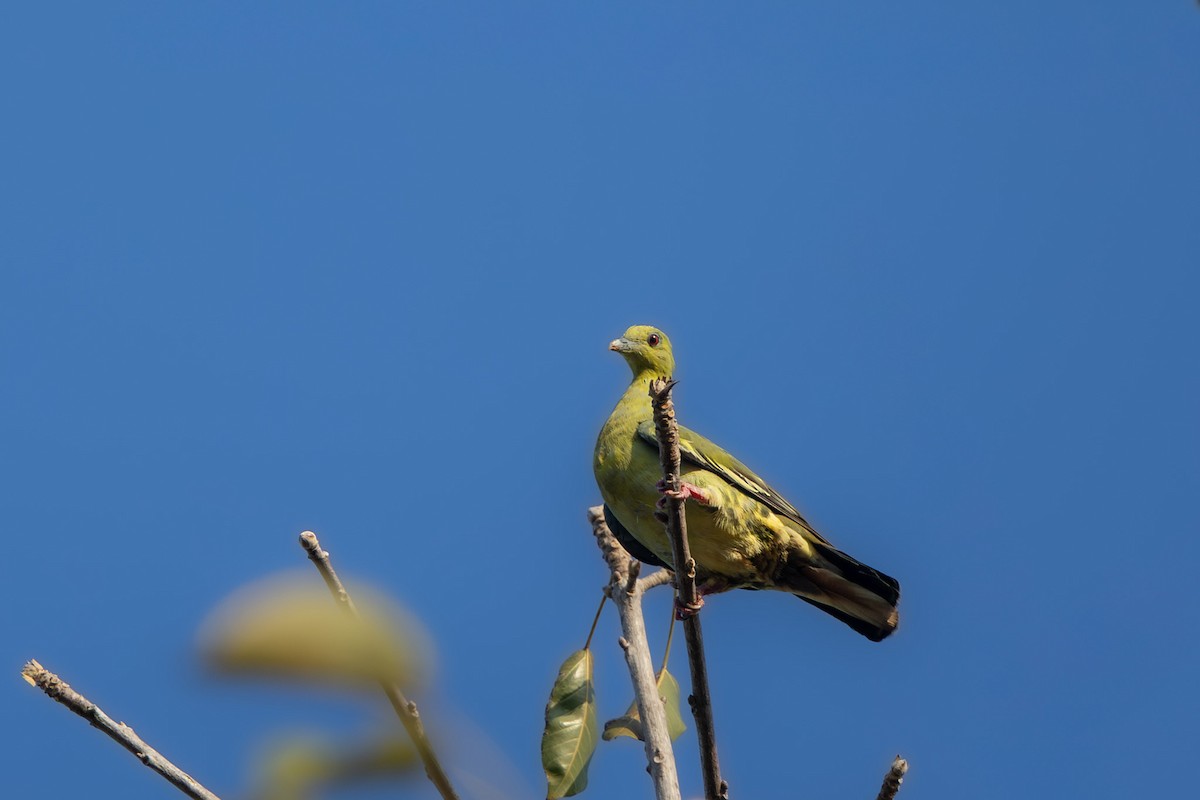 Pink-necked Green-Pigeon - ML643561194