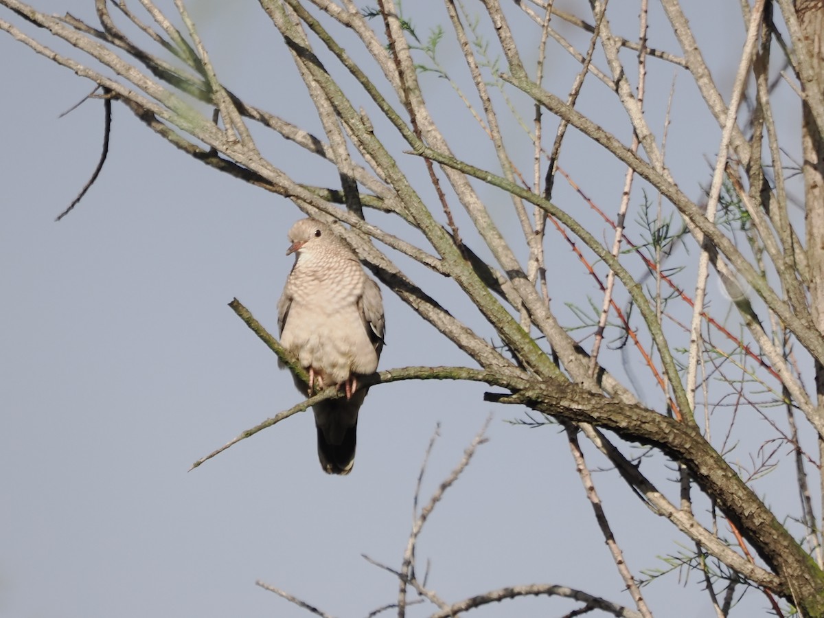 Common Ground Dove - ML643561195