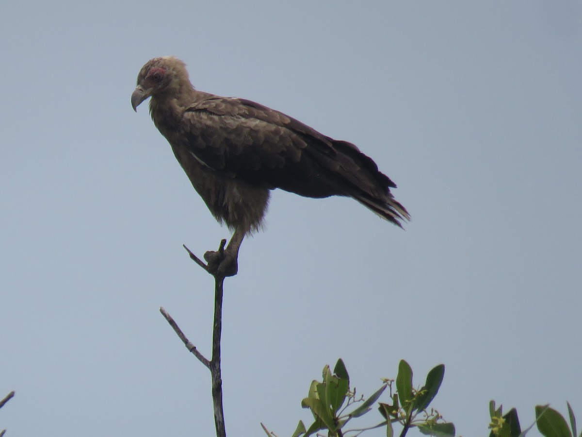 Palm-nut Vulture - ML643561197