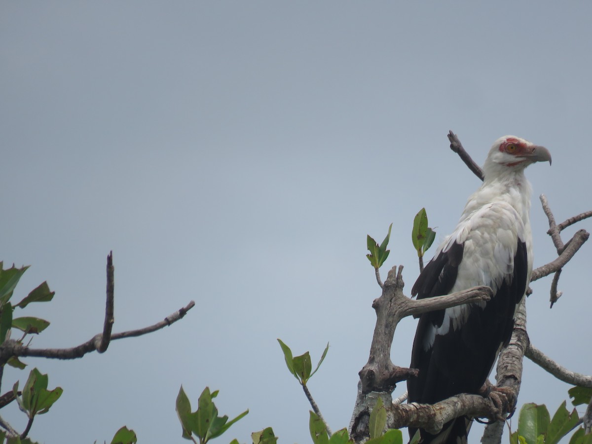 Palm-nut Vulture - ML643561200