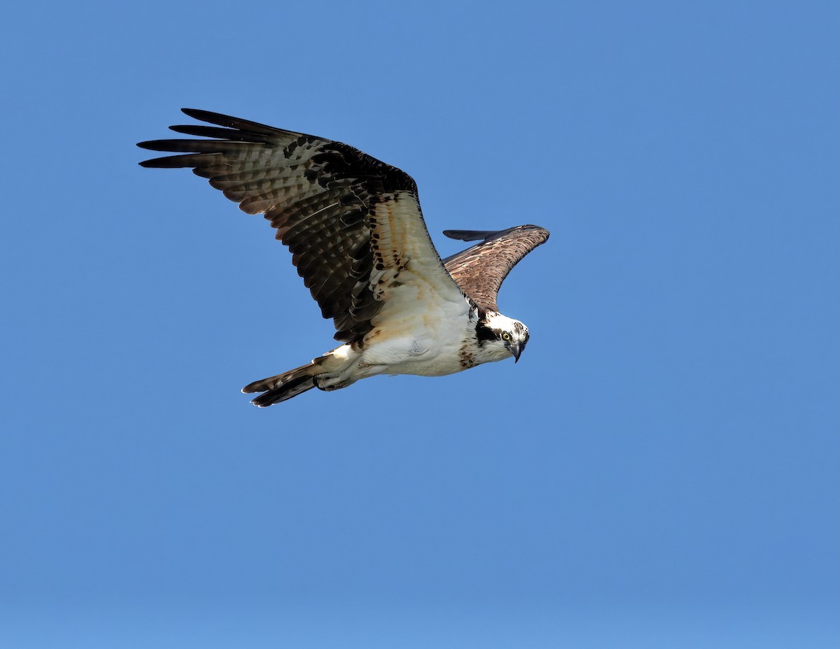 Osprey - ML643561202