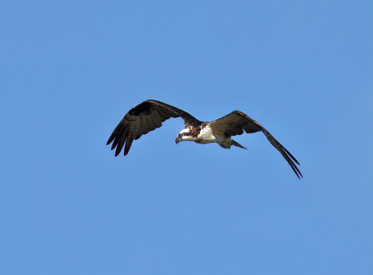 Osprey - ML643561203