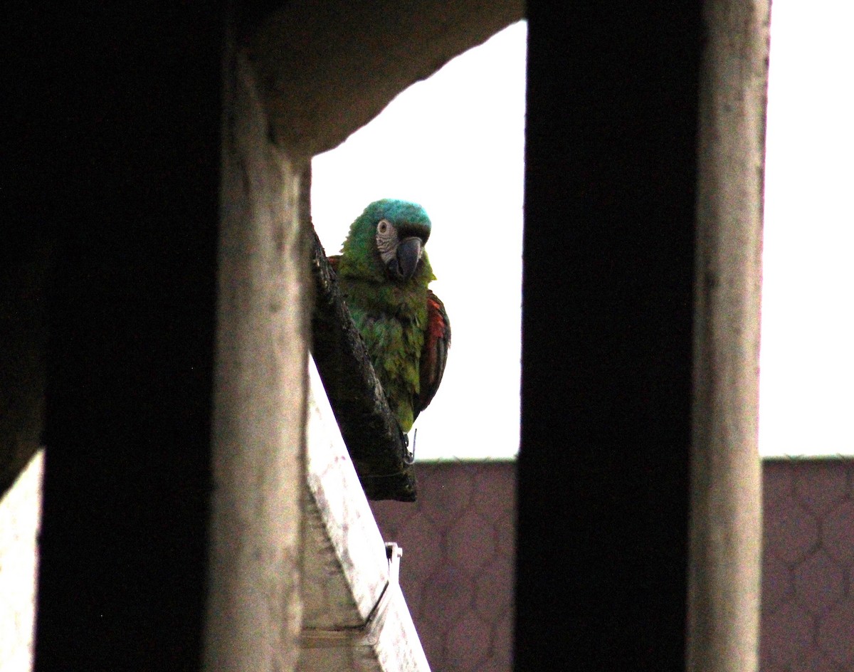 Chestnut-fronted Macaw - ML643561205