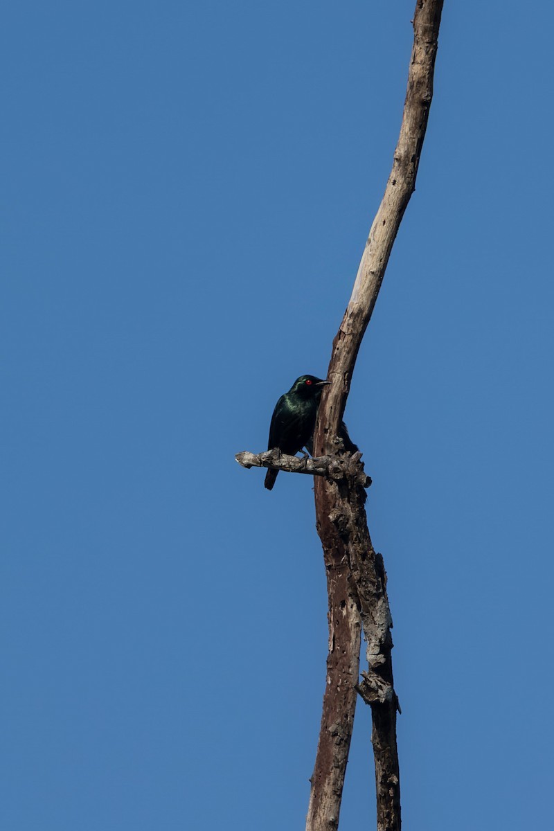 Asian Glossy Starling - ML643561210