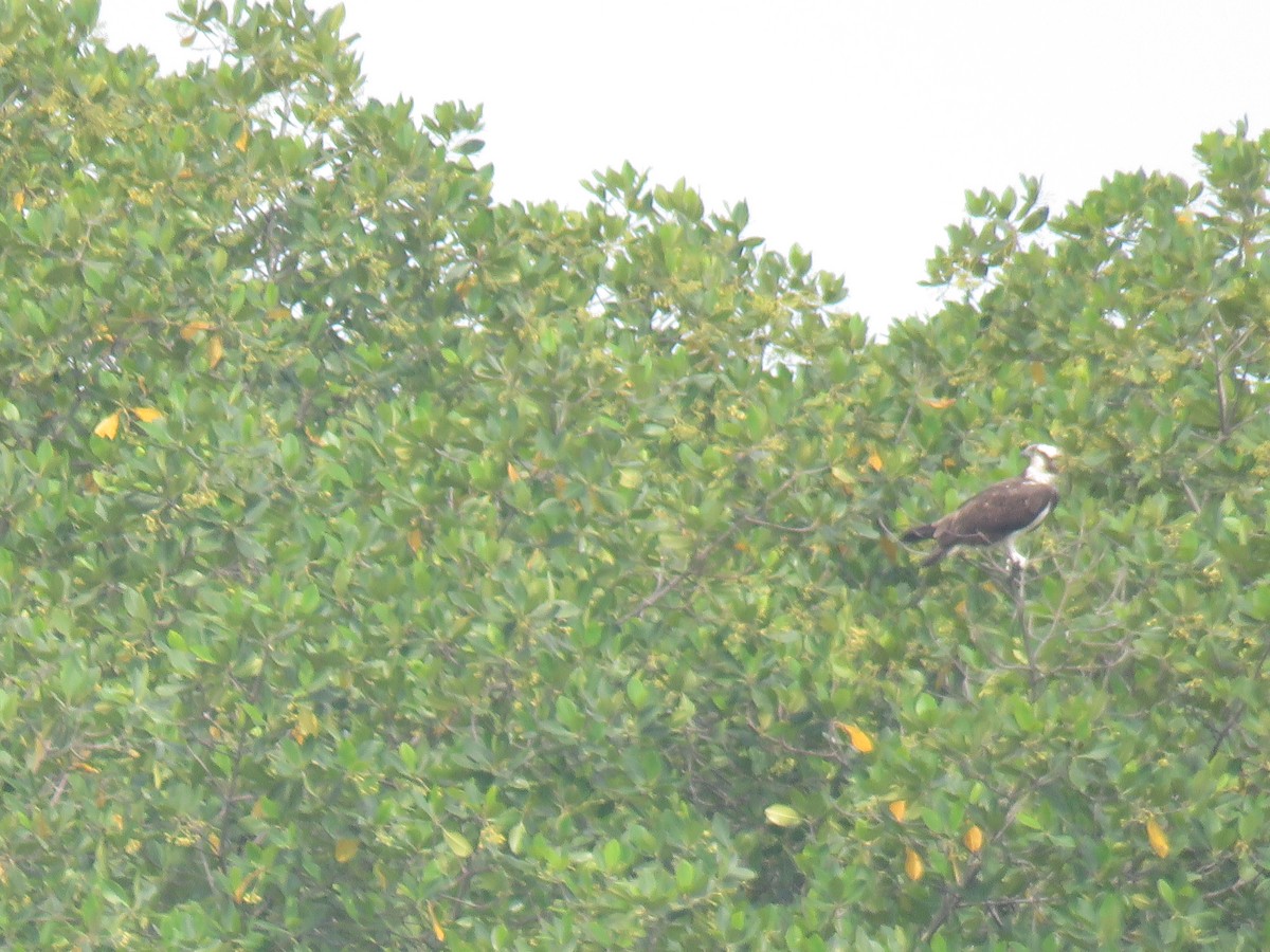 Osprey - ML643561220