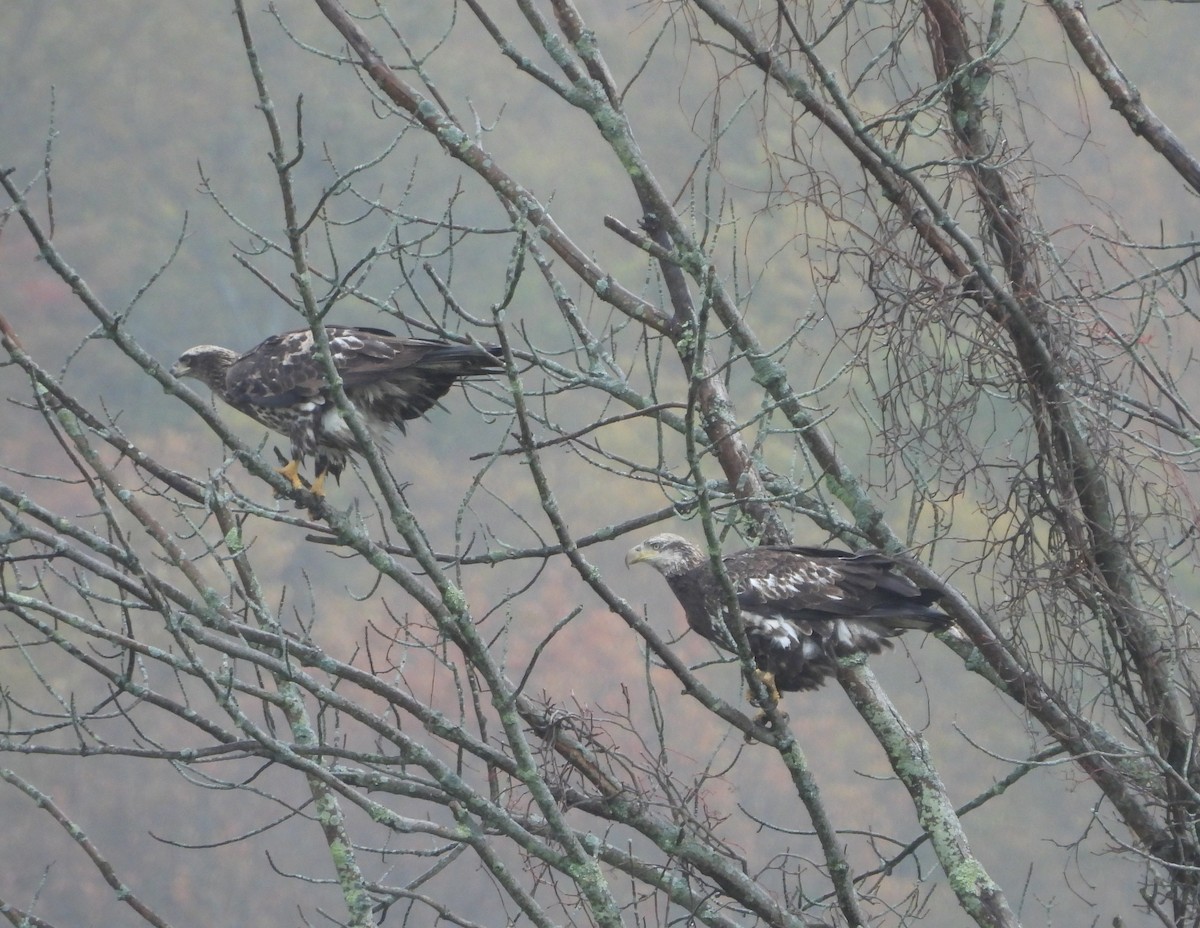 Bald Eagle - ML643561227
