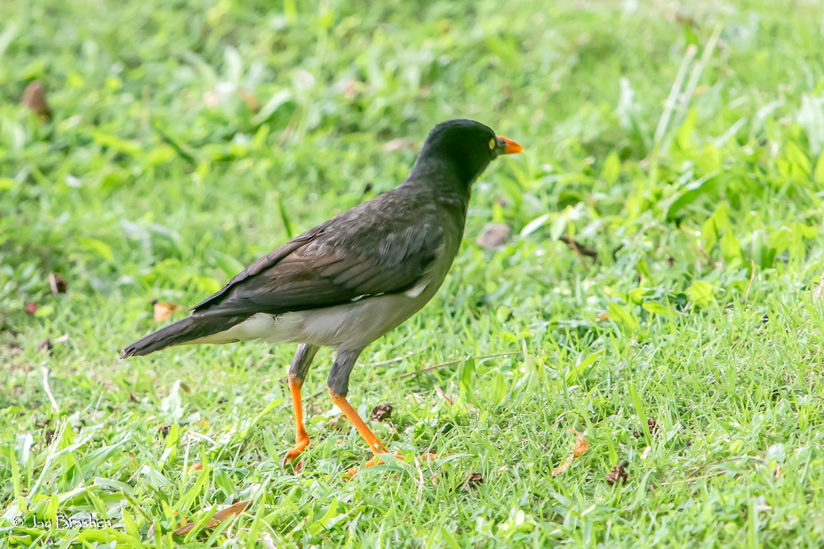 Jungle Myna - ML643561239