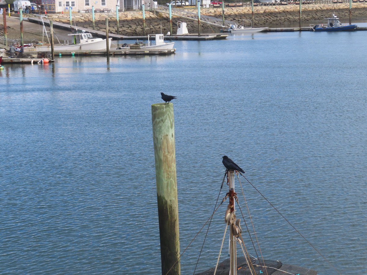 Fish Crow - ML643561240
