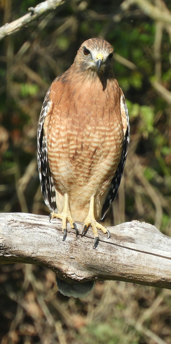 Red-shouldered Hawk - ML643561250