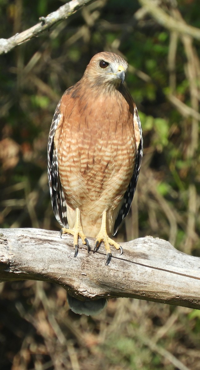 Red-shouldered Hawk - ML643561251