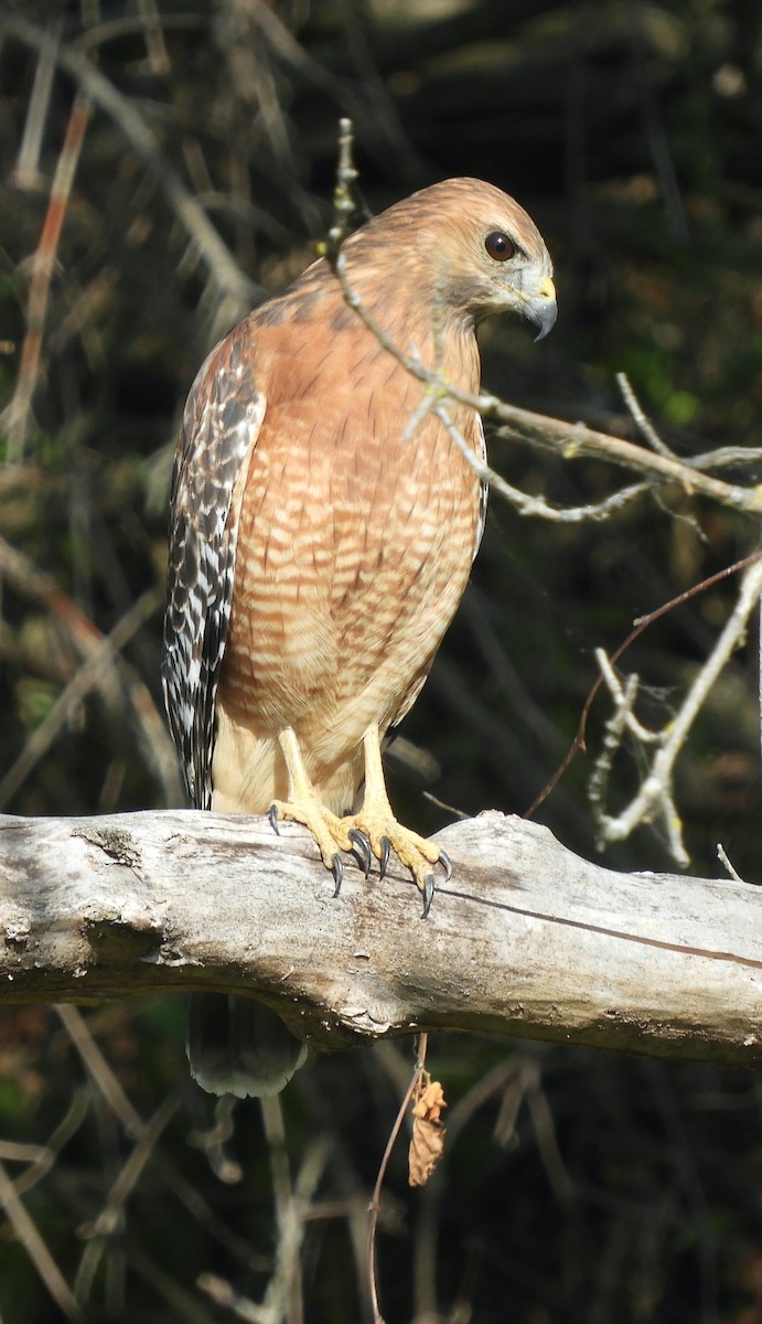 Red-shouldered Hawk - ML643561252