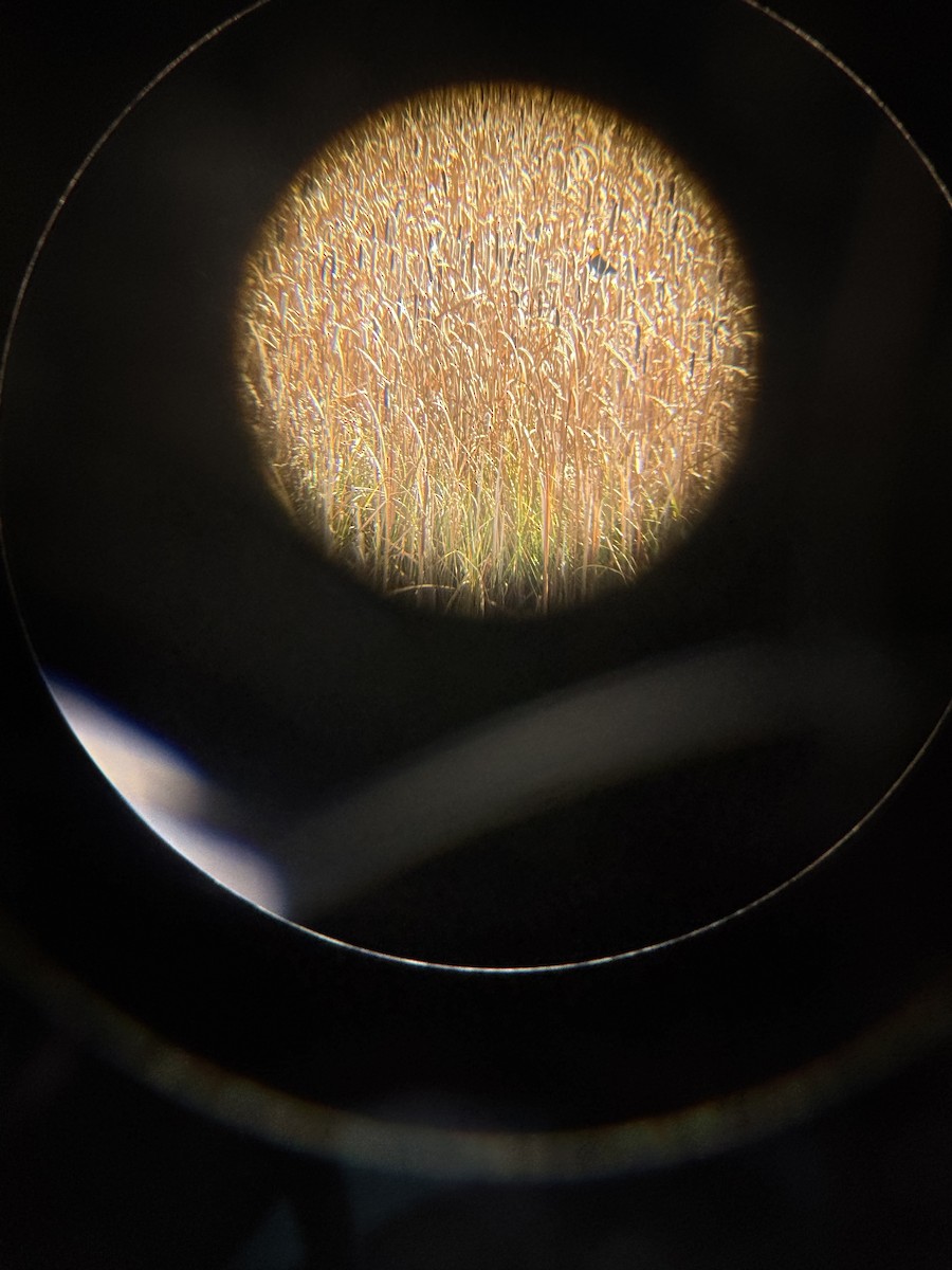 Yellow-headed Blackbird - ML643561256