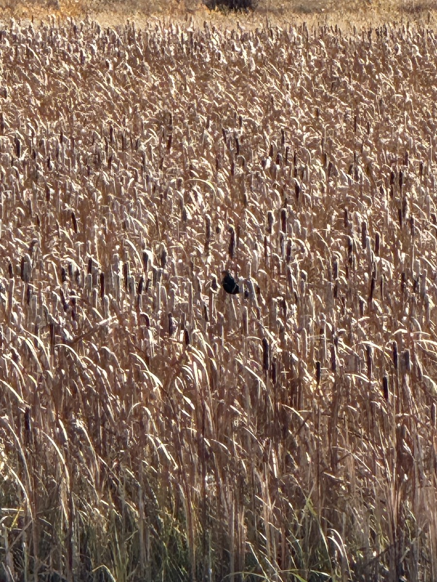 Yellow-headed Blackbird - ML643561257
