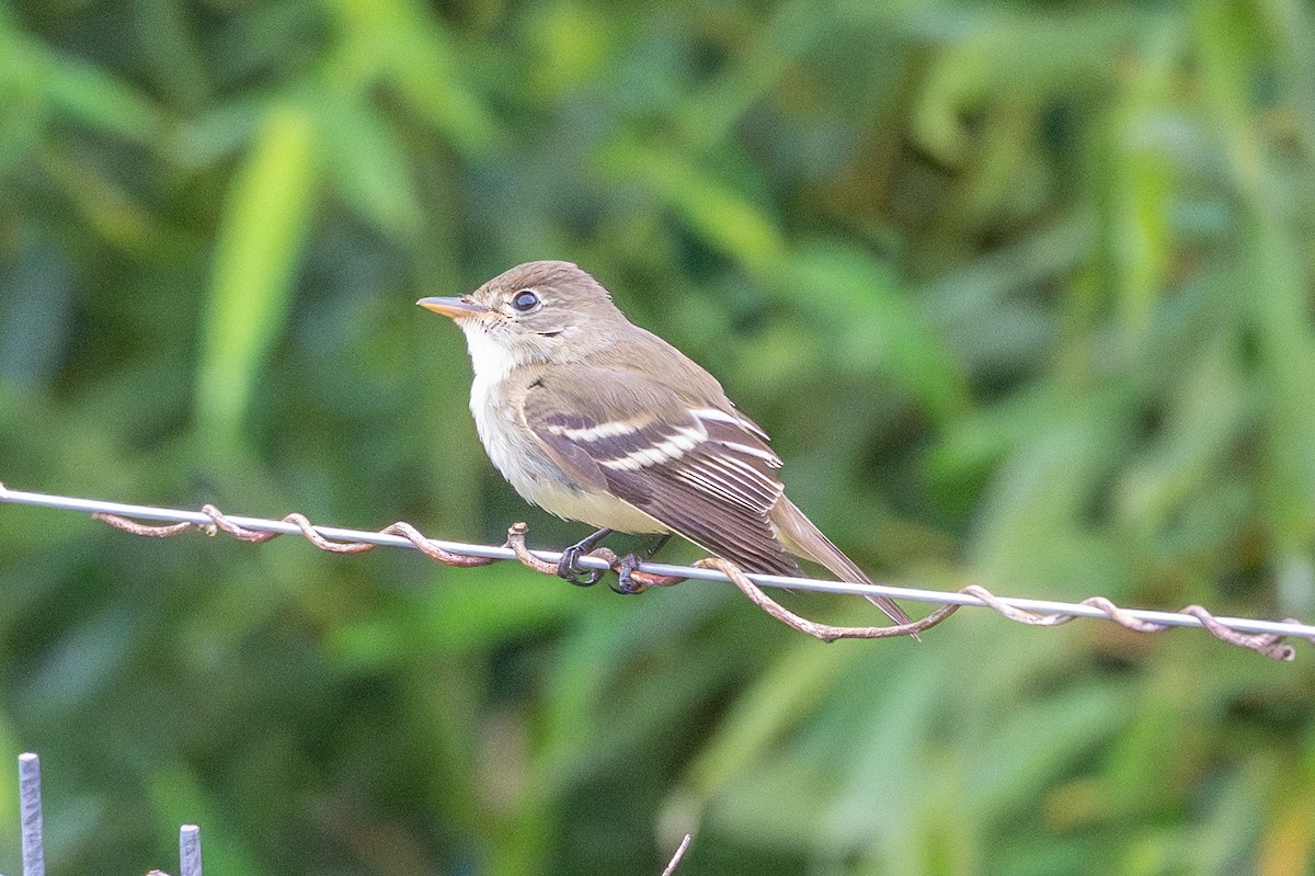 Moucherolle des aulnes ou M. des saules - ML643561288