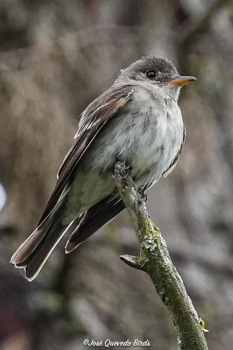 Eastern Wood-Pewee - ML643561289
