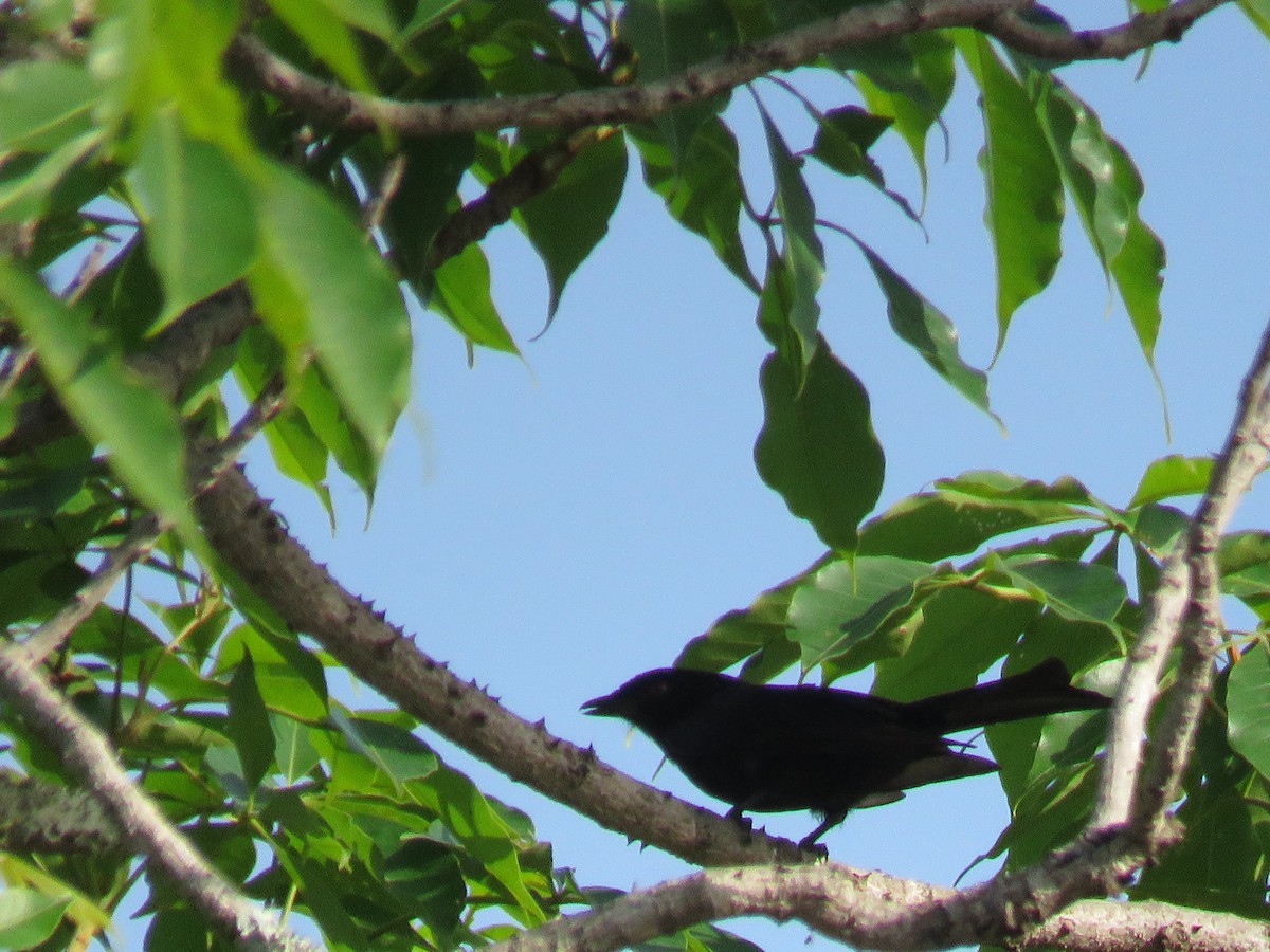 Fork-tailed Drongo - ML643561290