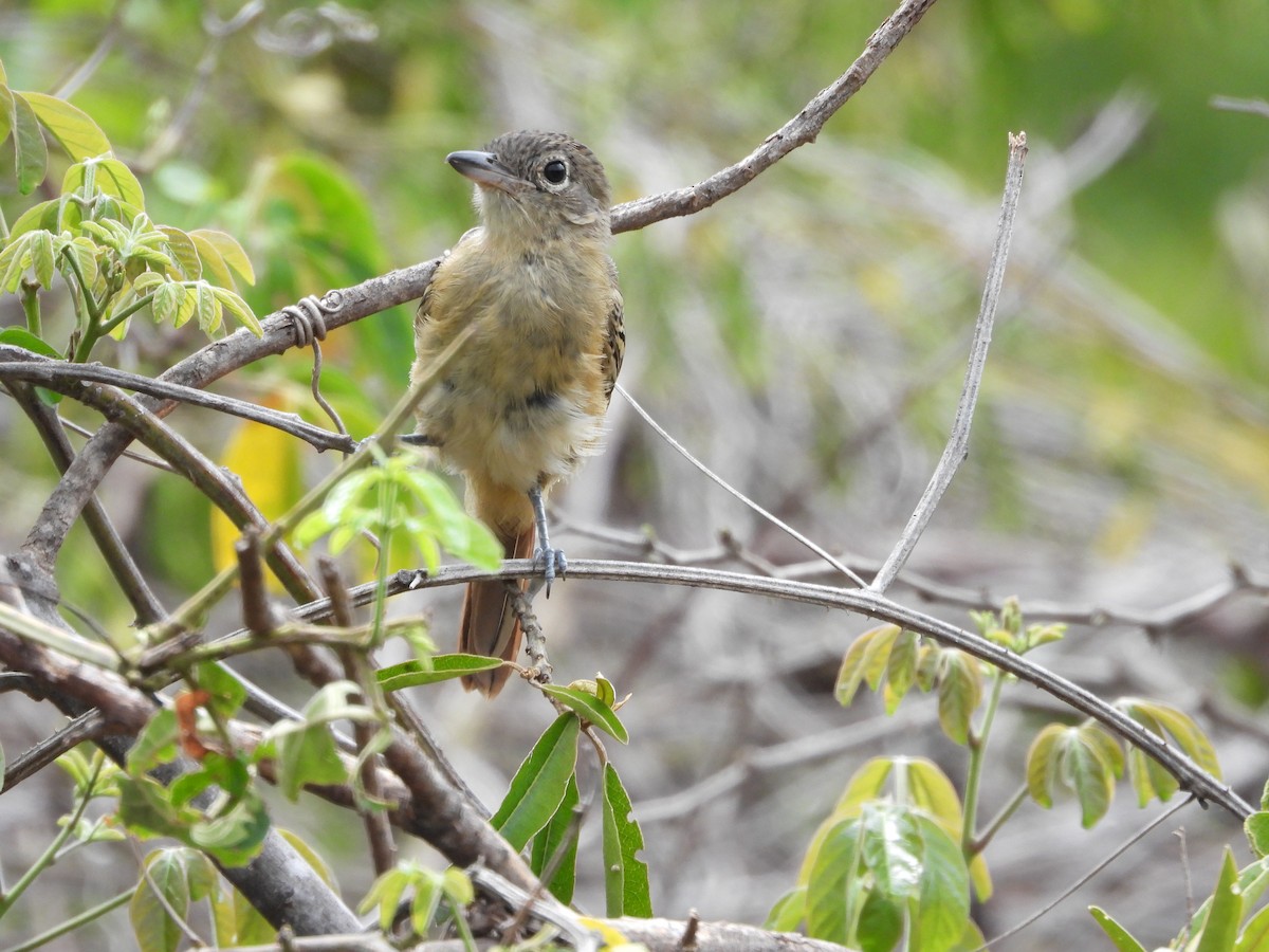 Black-backed Antshrike - ML643561293