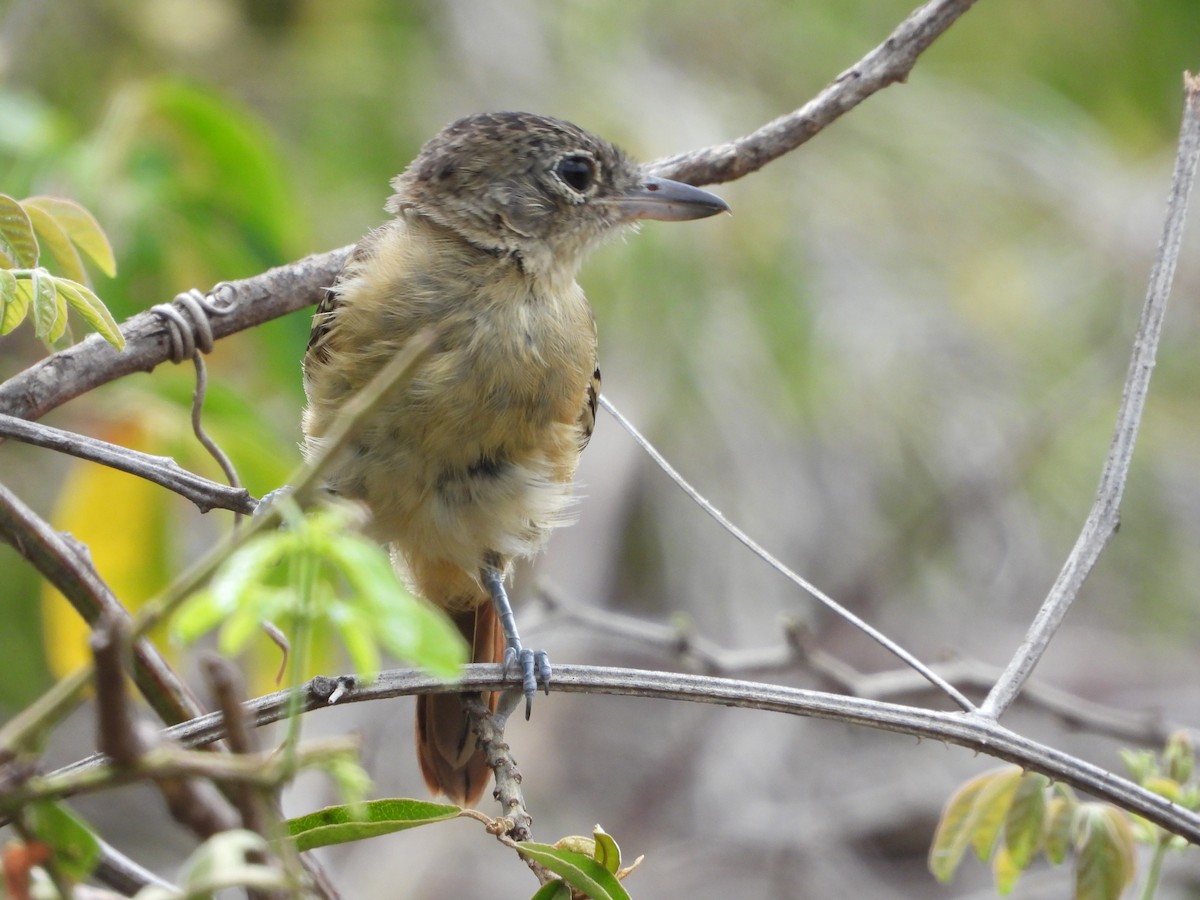 Black-backed Antshrike - ML643561294