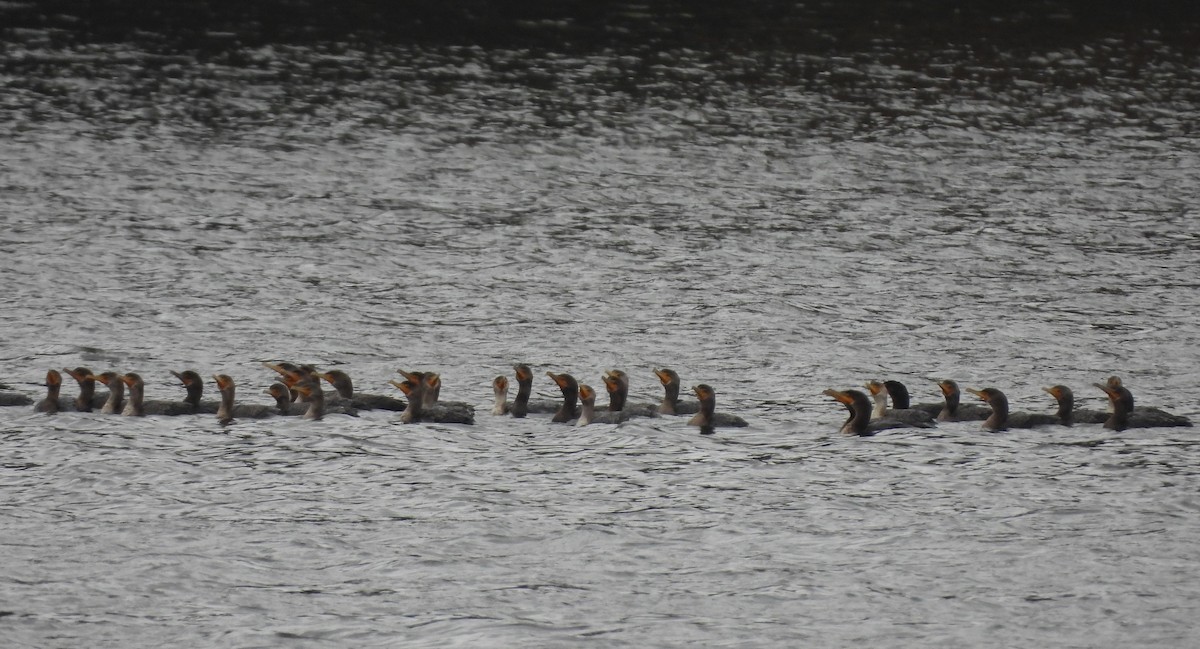 Double-crested Cormorant - ML643561297