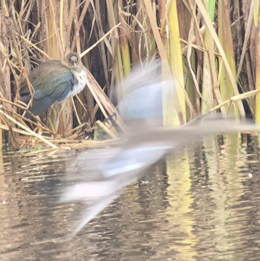 Pollo sultano della Martinica - ML643561303