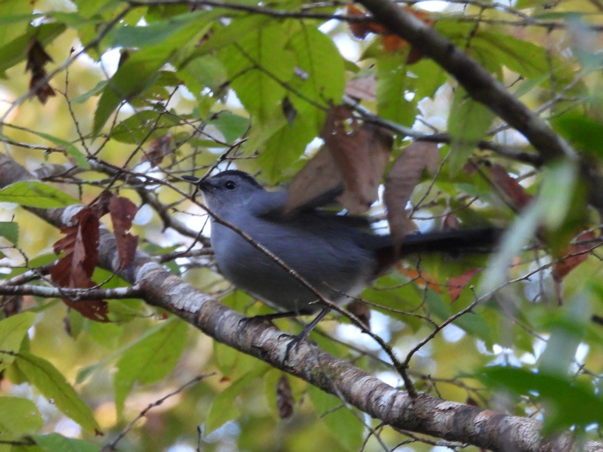 Gray Catbird - ML643561313