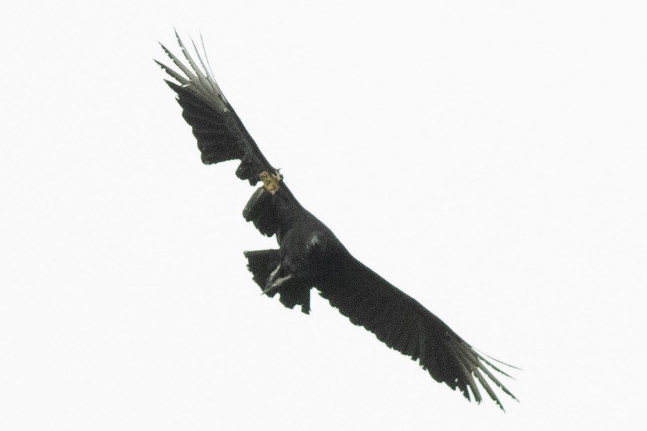 Black Vulture - ML643561337