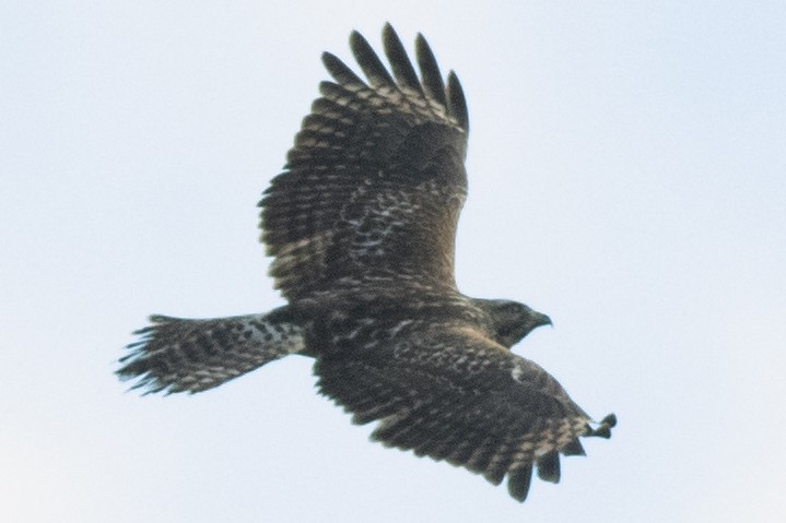 Red-shouldered Hawk - ML643561348