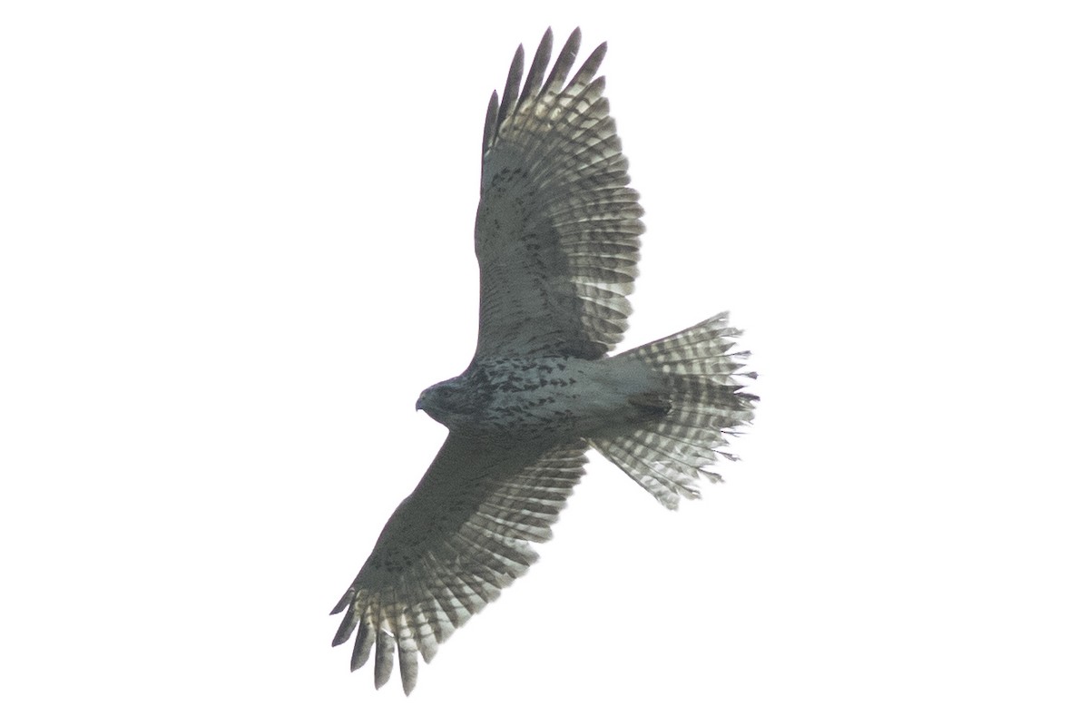 Red-shouldered Hawk - ML643561349