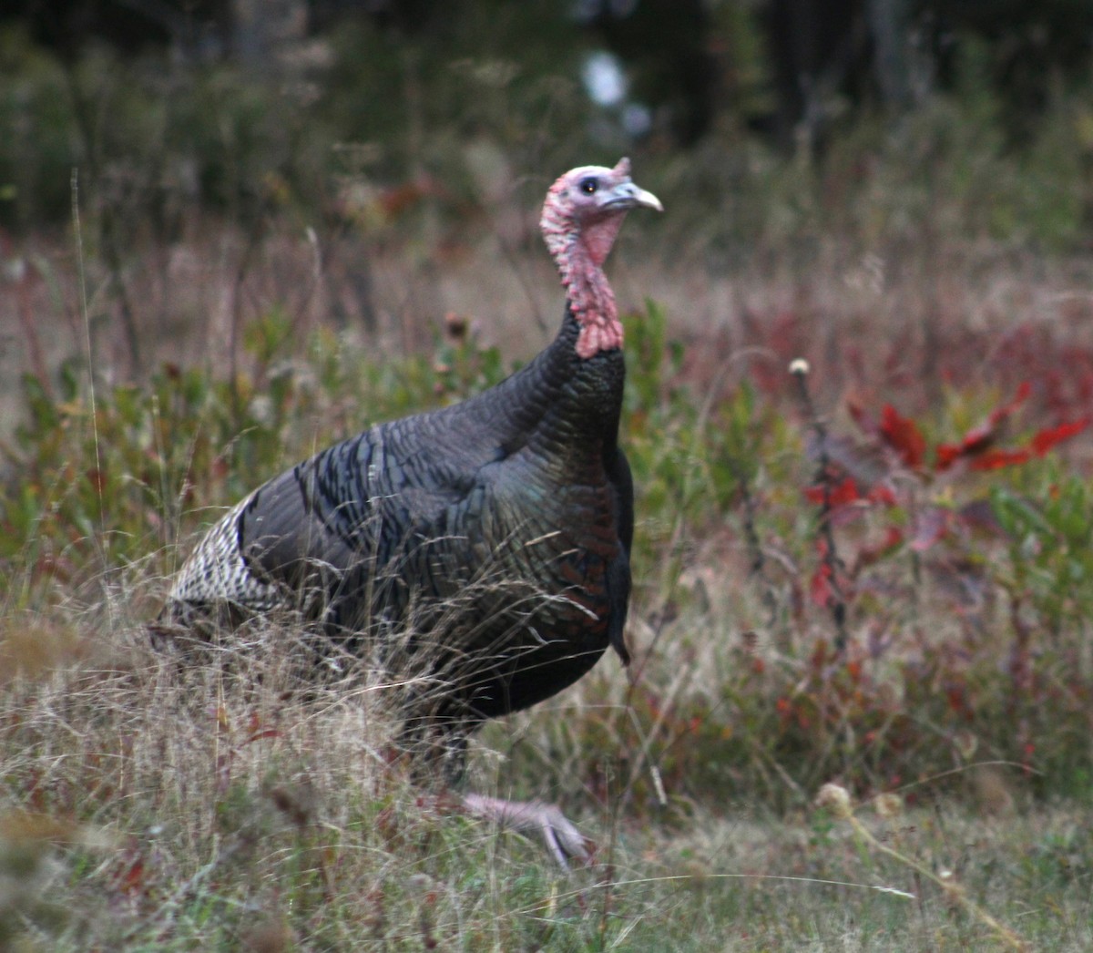 Wild Turkey - ML643561353