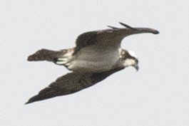 orlovec říční (ssp. carolinensis) - ML643561354