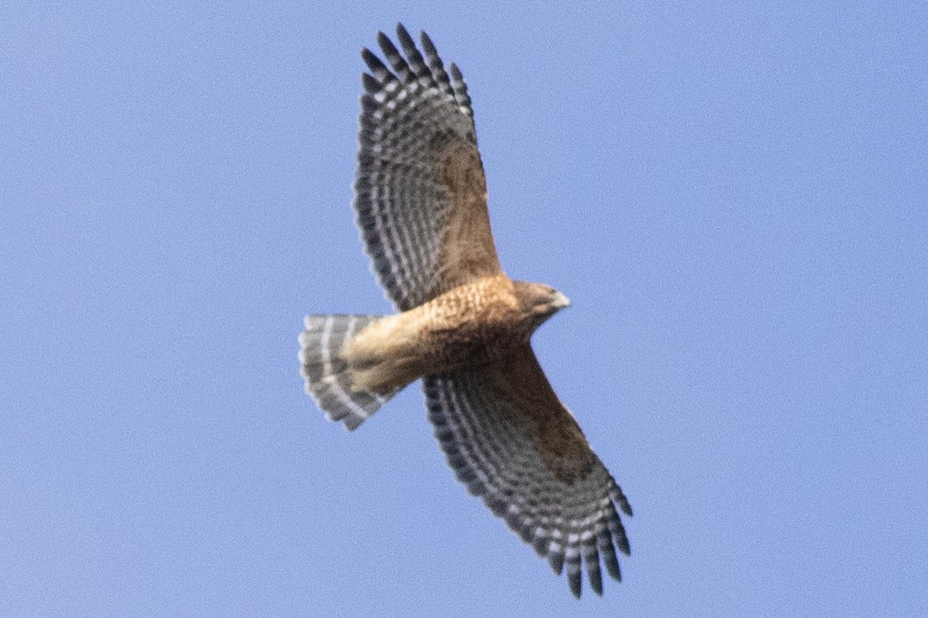 Red-shouldered Hawk - ML643561358