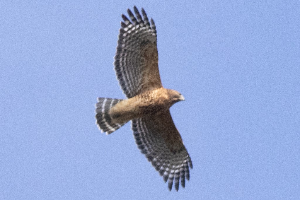 Red-shouldered Hawk - ML643561359